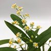 oncidium twinkle white strong 